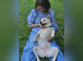 Lena - weißer Schäferhund-Mischling sucht Zuhause - aktuell in Rumänien