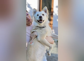 Lena - weißer Schäferhund-Mischling sucht Zuhause - aktuell in Rumänien