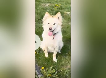 Lena - weißer Schäferhund-Mischling sucht Zuhause - aktuell in Rumänien