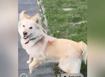 Lena - weißer Schäferhund-Mischling sucht Zuhause - aktuell in Rumänien