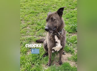 Chocko, 10/22 - treuer Familienhund sucht Zuhause