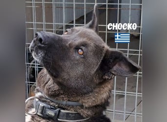 Chocko, 10/22 - treuer Familienhund sucht Zuhause