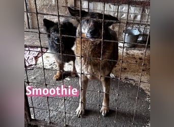 VERMITTLUNGSHILFE Smoothie, 08/20 - sucht endlich eine Rettung!