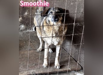 VERMITTLUNGSHILFE Smoothie, 08/20 - sucht endlich eine Rettung!