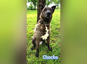 Chocko, 10/22 - treuer Familienhund sucht Zuhause