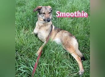 VERMITTLUNGSHILFE Smoothie, 08/20 - sucht endlich eine Rettung!