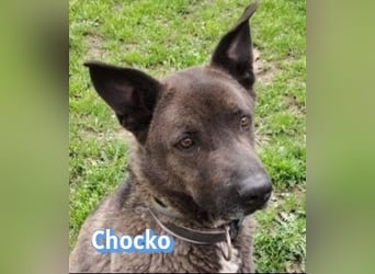 Chocko, 10/22 - treuer Familienhund sucht Zuhause