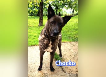 Chocko, 10/22 - treuer Familienhund sucht Zuhause