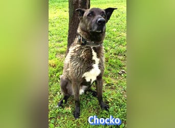 Chocko, 10/22 - treuer Familienhund sucht Zuhause