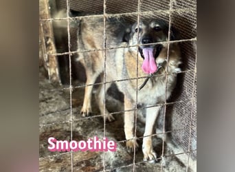 VERMITTLUNGSHILFE Smoothie, 08/20 - sucht endlich eine Rettung!
