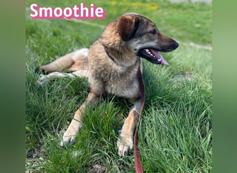VERMITTLUNGSHILFE Smoothie, 08/20 - sucht endlich eine Rettung!