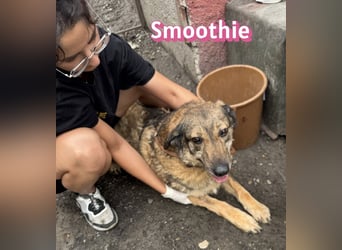 VERMITTLUNGSHILFE Smoothie, 08/20 - sucht endlich eine Rettung!