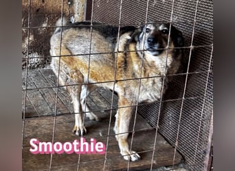 VERMITTLUNGSHILFE Smoothie, 08/20 - sucht endlich eine Rettung!