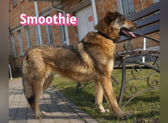 VERMITTLUNGSHILFE Smoothie, 08/20 - sucht endlich eine Rettung!