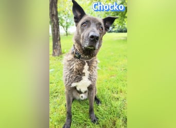 Chocko, 10/22 - treuer Familienhund sucht Zuhause