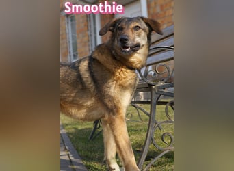 VERMITTLUNGSHILFE Smoothie, 08/20 - sucht endlich eine Rettung!