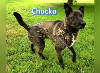 Chocko, 10/22 - treuer Familienhund sucht Zuhause