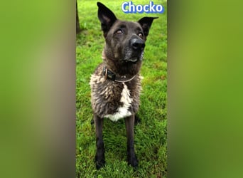 Chocko, 10/22 - treuer Familienhund sucht Zuhause
