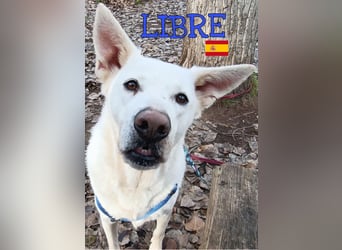 Libre - ruhig und lernwillig