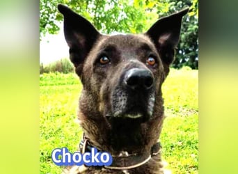 Chocko, 10/22 - treuer Familienhund sucht Zuhause