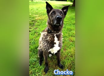 Chocko, 10/22 - treuer Familienhund sucht Zuhause