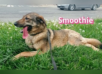 VERMITTLUNGSHILFE Smoothie, 08/20 - sucht endlich eine Rettung!