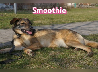 VERMITTLUNGSHILFE Smoothie, 08/20 - sucht endlich eine Rettung!