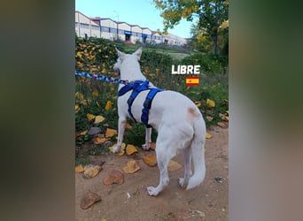 Libre - ruhig und lernwillig