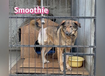 VERMITTLUNGSHILFE Smoothie, 08/20 - sucht endlich eine Rettung!