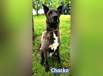 Chocko, 10/22 - treuer Familienhund sucht Zuhause
