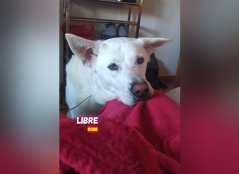 Libre - ruhig und lernwillig