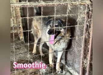 VERMITTLUNGSHILFE Smoothie, 08/20 - sucht endlich eine Rettung!
