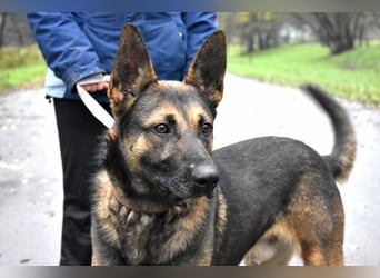 menschenbezogener Joker