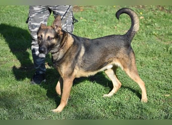 menschenbezogener Joker