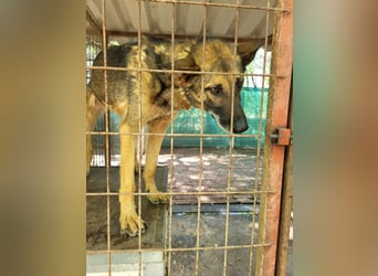 menschenbezogener Joker