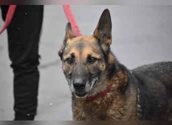 menschenbezogener Joker