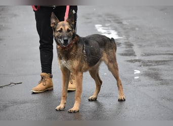 menschenbezogener Joker