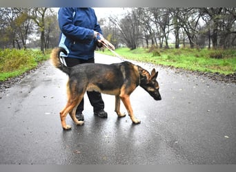 menschenbezogener Joker