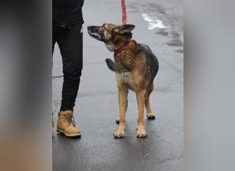 menschenbezogener Joker