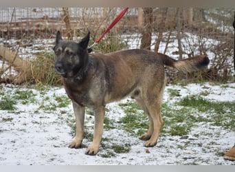 Schäferhundmix Loki