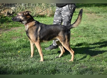 menschenbezogener Joker