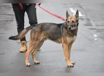 menschenbezogener Joker