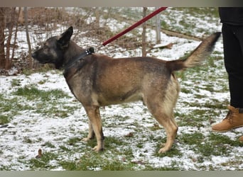 Schäferhundmix Loki