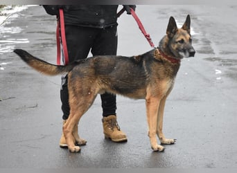 menschenbezogener Joker