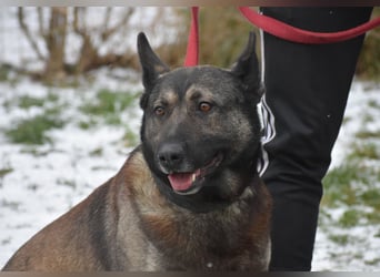 Schäferhundmix Loki