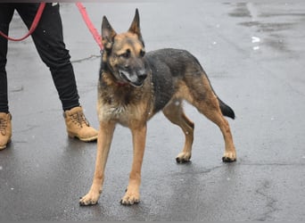 menschenbezogener Joker