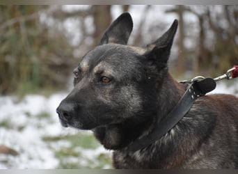 Schäferhundmix Loki