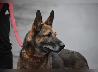 menschenbezogener Joker