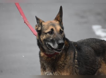 menschenbezogener Joker