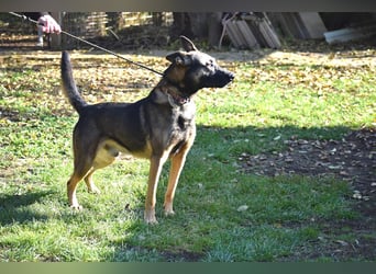 menschenbezogener Joker